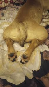 Image result for root-tail