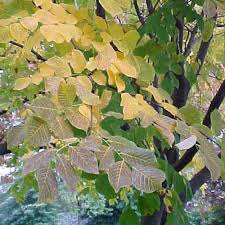 Attēlu rezultāti vaicājumam “Cladrastis kentukea leaf”