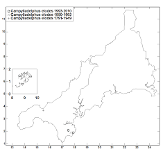 Attēlu rezultāti vaicājumam “Campyliadelphus elodes”