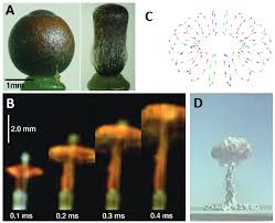 Attēlu rezultāti vaicājumam “Enteridium corticatum spores”