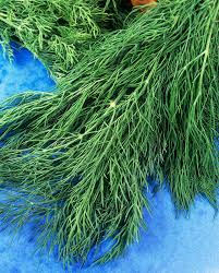 Attēlu rezultāti vaicājumam “Anethum graveolens leaf”