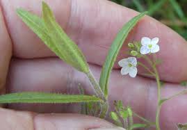 Attēlu rezultāti vaicājumam “Veronica scutellata flower”