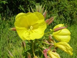 Image result for Nachtkerze