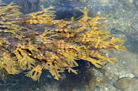 Attēlu rezultāti vaicājumam “Fucus vesiculosus”