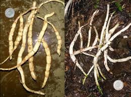 Attēlu rezultāti vaicājumam “Stachys palustris bud”