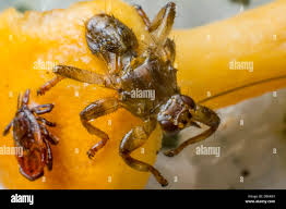 Attēlu rezultāti vaicājumam “Lipoptena cervi”