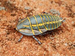 Attēlu rezultāti vaicājumam “Blattoptera”