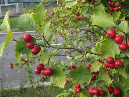 Attēlu rezultāti vaicājumam “Crataegus chlorosarca”