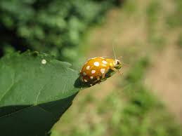 Attēlu rezultāti vaicājumam “Halyzia sedecimguttata”