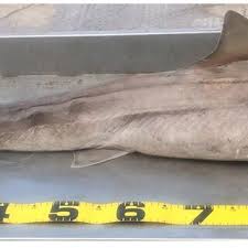 Image result for Mustelus palumbes