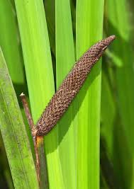 Image result for Acorus calamus
