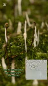 Attēlu rezultāti vaicājumam “Eocronartium muscicola”