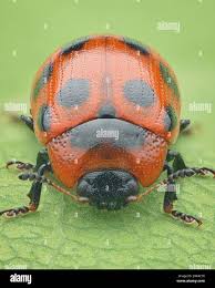 Attēlu rezultāti vaicājumam “Gonioctena viminalis”