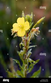 Attēlu rezultāti vaicājumam “Oenothera biennis flower”
