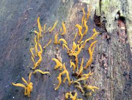 Attēlu rezultāti vaicājumam “Calocera cornea”