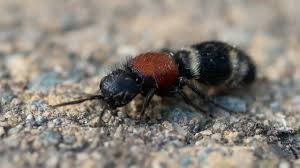 Attēlu rezultāti vaicājumam “Mutilla europaea”