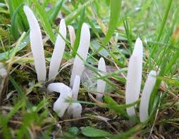 Attēlu rezultāti vaicājumam “Comatricha fragilis”