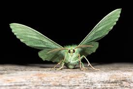 Attēlu rezultāti vaicājumam “Geometra papilionaria”