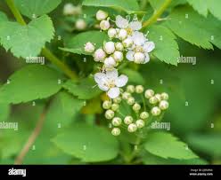 Attēlu rezultāti vaicājumam “Spiraea chamaedryfolia flower”