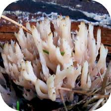 Attēlu rezultāti vaicājumam “Tremellodendropsis tuberosa”