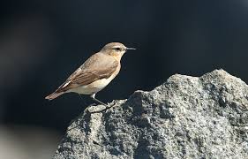 Attēlu rezultāti vaicājumam “Oenanthe oenanthe female”