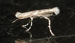 Attēlu rezultāti vaicājumam “Gracillariidae”