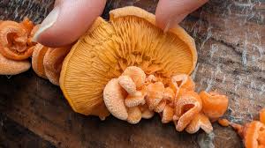 Attēlu rezultāti vaicājumam “Phyllotopsis nidulans”