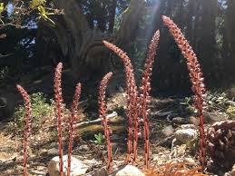 Attēlu rezultāti vaicājumam “Comatricha alta stalked”