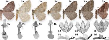 Attēlu rezultāti vaicājumam “Triphosa dubitata”