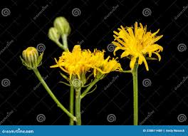 Attēlu rezultāti vaicājumam “Hieracium murorum bud”