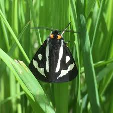 Attēlu rezultāti vaicājumam “Parasemia plantaginis female”