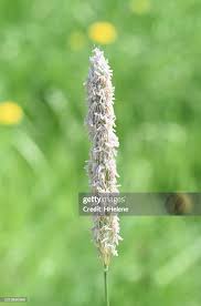 Attēlu rezultāti vaicājumam “Alopecurus pratensis flower”