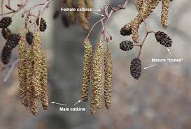 Attēlu rezultāti vaicājumam “Alnus glutinosa”