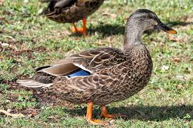 Attēlu rezultāti vaicājumam “Anas platyrhynchos”