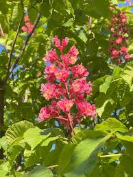 Attēlu rezultāti vaicājumam “Aesculus x hybrida flower”