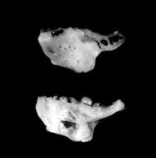 Image result for Archosargus rhomboidalis