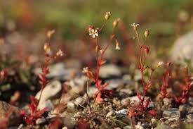 Attēlu rezultāti vaicājumam “Saxifraga tridactylites flower”