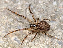 Attēlu rezultāti vaicājumam “Metellina merianae”