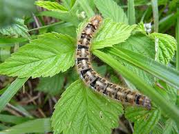 Attēlu rezultāti vaicājumam “Lasiocampa quercus larva”