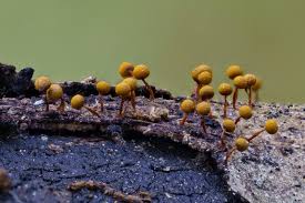 Attēlu rezultāti vaicājumam “Physarum bryocorticola macro”