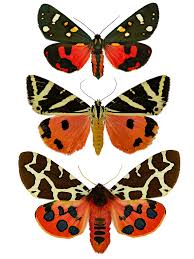 Attēlu rezultāti vaicājumam “Laothoe populi imago”