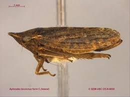 Attēlu rezultāti vaicājumam “Cicadellidae”