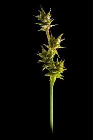 Attēlu rezultāti vaicājumam “Carex echinata”