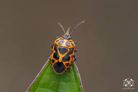 Attēlu rezultāti vaicājumam “Eurydema dominulus”