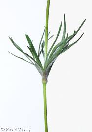 Attēlu rezultāti vaicājumam “Pulsatilla pratensis leaf”