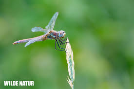 Attēlu rezultāti vaicājumam “Sympetrum”
