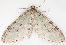 Attēlu rezultāti vaicājumam “Trichopteryx carpinata”