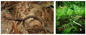 Attēlu rezultāti vaicājumam “Lumbricidae”