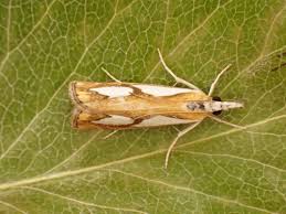 Attēlu rezultāti vaicājumam “Catoptria permutatellus”