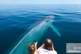 Image result for Balaenoptera musculus